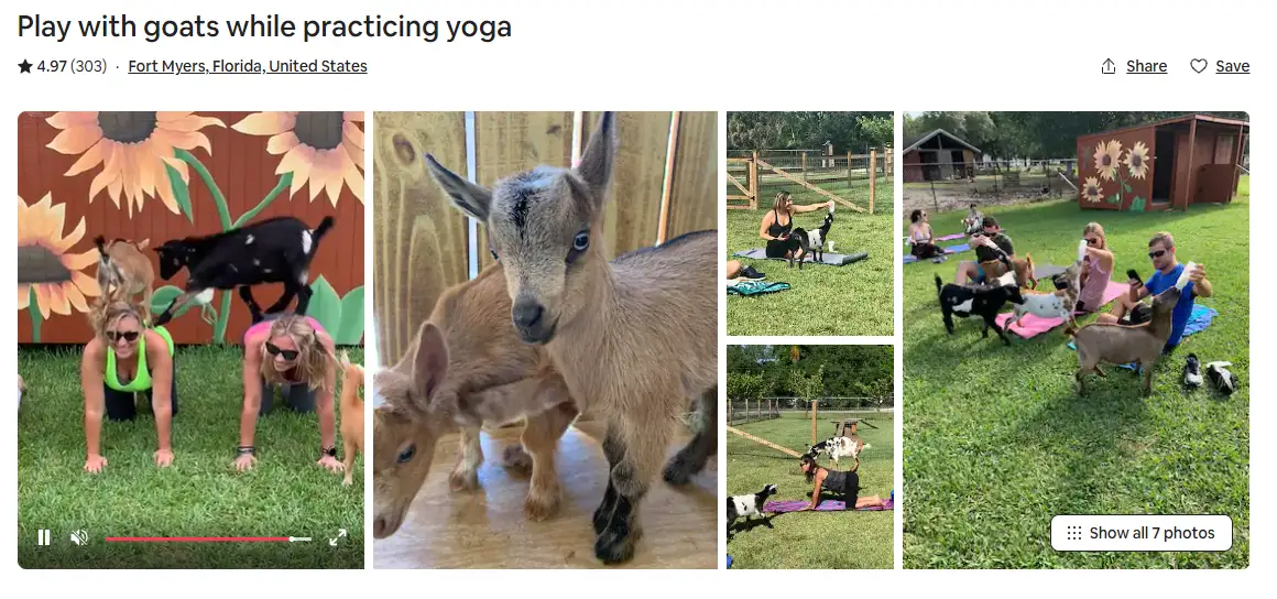 Participants enjoying a unique Airbnb Experience by practicing yoga with playful goats, highlighting the fun and unconventional activities available through Airbnb Experiences.